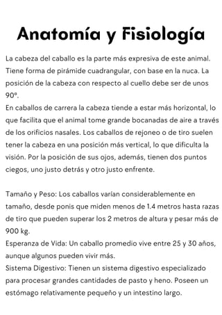 Anatomía y Fisiología
La cabeza del caballo es la parte más expresiva de este animal.
Tiene forma de pirámide cuadrangular, con base en la nuca. La
posición de la cabeza con respecto al cuello debe ser de unos
90º.
En caballos de carrera la cabeza tiende a estar más horizontal, lo
que facilita que el animal tome grande bocanadas de aire a través
de los orificios nasales. Los caballos de rejoneo o de tiro suelen
tener la cabeza en una posición más vertical, lo que dificulta la
visión. Por la posición de sus ojos, además, tienen dos puntos
ciegos, uno justo detrás y otro justo enfrente.
Tamaño y Peso: Los caballos varían considerablemente en
tamaño, desde ponis que miden menos de 1.4 metros hasta razas
de tiro que pueden superar los 2 metros de altura y pesar más de
900 kg.
Esperanza de Vida: Un caballo promedio vive entre 25 y 30 años,
aunque algunos pueden vivir más.
Sistema Digestivo: Tienen un sistema digestivo especializado
para procesar grandes cantidades de pasto y heno. Poseen un
estómago relativamente pequeño y un intestino largo.
 