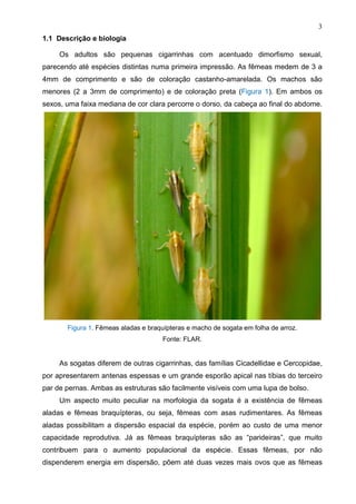 3
1.1 Descrição e biologia
Os adultos são pequenas cigarrinhas com acentuado dimorfismo sexual,
parecendo até espécies distintas numa primeira impressão. As fêmeas medem de 3 a
4mm de comprimento e são de coloração castanho-amarelada. Os machos são
menores (2 a 3mm de comprimento) e de coloração preta (Figura 1). Em ambos os
sexos, uma faixa mediana de cor clara percorre o dorso, da cabeça ao final do abdome.
Figura 1. Fêmeas aladas e braquípteras e macho de sogata em folha de arroz.
Fonte: FLAR.
As sogatas diferem de outras cigarrinhas, das famílias Cicadellidae e Cercopidae,
por apresentarem antenas espessas e um grande esporão apical nas tíbias do terceiro
par de pernas. Ambas as estruturas são facilmente visíveis com uma lupa de bolso.
Um aspecto muito peculiar na morfologia da sogata é a existência de fêmeas
aladas e fêmeas braquípteras, ou seja, fêmeas com asas rudimentares. As fêmeas
aladas possibilitam a dispersão espacial da espécie, porém ao custo de uma menor
capacidade reprodutiva. Já as fêmeas braquípteras são as “parideiras”, que muito
contribuem para o aumento populacional da espécie. Essas fêmeas, por não
dispenderem energia em dispersão, põem até duas vezes mais ovos que as fêmeas
 