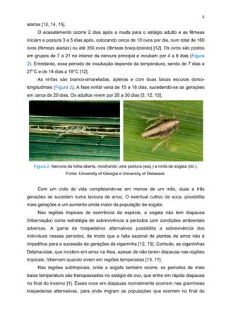 4
aladas [12, 14, 15].
O acasalamento ocorre 2 dias após a muda para o estágio adulto e as fêmeas
iniciam a postura 3 a 5 dias após, colocando cerca de 10 ovos por dia, num total de 160
ovos (fêmeas aladas) ou até 350 ovos (fêmeas braquípteras) [12]. Os ovos são postos
em grupos de 7 a 21 no interior da nervura principal e incubam por 4 a 8 dias (Figura
2). Entretanto, esse período de incubação depende da temperatura, sendo de 7 dias a
27°C e de 14 dias a 18°C [12].
As ninfas são branco-amareladas, ápteras e com duas faixas escuras dorso-
longitudinais (Figura 2). A fase ninfal varia de 15 a 18 dias, sucedendo-se as gerações
em cerca de 20 dias. Os adultos vivem por 20 a 30 dias [3, 12, 15].
Figura 2. Nervura da folha aberta, mostrando uma postura (esq.) e ninfa de sogata (dir.).
Fonte: University of Georgia e University of Delaware.
Com um ciclo de vida completando-se em menos de um mês, duas a três
gerações se sucedem numa lavoura de arroz. O eventual cultivo da soca, possibilita
mais gerações e um aumento ainda maior da população de sogata.
Nas regiões tropicais de ocorrência da espécie, a sogata não tem diapausa
(hibernação) como estratégia de sobrevivência a períodos com condições ambientais
adversas. A gama de hospedeiros alternativos possibilita a sobrevivência dos
indivíduos nesses períodos, de modo que a falta sazonal de plantas de arroz não é
impeditiva para a sucessão de gerações da cigarrinha [12, 15]. Contudo, as cigarrinhas
Delphacidae, que incidem em arroz na Asia, apesar de não terem diapausa nas regiões
tropicais, hibernam quando vivem em regiões temperadas [15, 17].
Nas regiões subtropicais, onde a sogata também ocorre, os períodos de mais
baixa temperatura são transpassados no estágio de ovo, que entra em rápida diapausa
no final do inverno [1]. Esses ovos em diapausa normalmente ocorrem nas gramíneas
hospedeiras alternativas, para onde migram as populações que ocorrem no final do
 