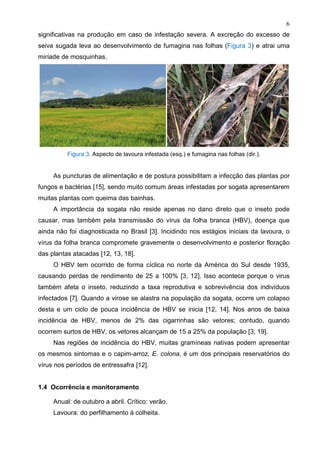 6
significativas na produção em caso de infestação severa. A excreção do excesso de
seiva sugada leva ao desenvolvimento de fumagina nas folhas (Figura 3) e atrai uma
miríade de mosquinhas.
Figura 3. Aspecto de lavoura infestada (esq.) e fumagina nas folhas (dir.).
As puncturas de alimentação e de postura possibilitam a infecção das plantas por
fungos e bactérias [15], sendo muito comum áreas infestadas por sogata apresentarem
muitas plantas com queima das bainhas.
A importância da sogata não reside apenas no dano direto que o inseto pode
causar, mas também pela transmissão do vírus da folha branca (HBV), doença que
ainda não foi diagnosticada no Brasil [3]. Incidindo nos estágios iniciais da lavoura, o
vírus da folha branca compromete gravemente o desenvolvimento e posterior floração
das plantas atacadas [12, 13, 18].
O HBV tem ocorrido de forma cíclica no norte da América do Sul desde 1935,
causando perdas de rendimento de 25 a 100% [3, 12]. Isso acontece porque o virus
também afeta o inseto, reduzindo a taxa reprodutiva e sobrevivência dos indivíduos
infectados [7]. Quando a virose se alastra na população da sogata, ocorre um colapso
desta e um ciclo de pouca incidência de HBV se inicia [12, 14]. Nos anos de baixa
incidência de HBV, menos de 2% das cigarrinhas são vetores; contudo, quando
ocorrem surtos de HBV, os vetores alcançam de 15 a 25% da população [3, 19].
Nas regiões de incidência do HBV, muitas gramíneas nativas podem apresentar
os mesmos sintomas e o capim-arroz, E. colona, é um dos principais reservatórios do
vírus nos períodos de entressafra [12].
1.4 Ocorrência e monitoramento
Anual: de outubro a abril. Crítico: verão.
Lavoura: do perfilhamento à colheita.
 