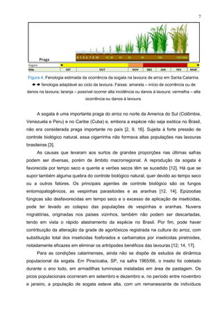 7
Figura 4. Fenologia estimada da ocorrência da sogata na lavoura de arroz em Santa Catarina.
  fenologia adaptável ao ciclo da lavoura. Faixas: amarela – início de ocorrência ou de
danos na lavoura; laranja – possível ocorrer alta incidência ou danos à lavoura; vermelha – alta
ocorrência ou danos à lavoura.
A sogata é uma importante praga do arroz no norte da America do Sul (Colômbia,
Venezuela e Peru) e no Caribe (Cuba) e, embora a espécie não seja exótica no Brasil,
não era considerada praga importante no país [2, 9, 16]. Sujeita à forte pressão de
controle biológico natural, essa cigarrinha não formava altas populações nas lavouras
brasileiras [3].
As causas que levaram aos surtos de grandes proporções nas últimas safras
podem ser diversas, porém de âmbito macrorregional. A reprodução da sogata é
favorecida por tempo seco e quente e verões secos têm se sucedido [12]. Há que se
supor também alguma quebra do controle biológico natural, quer devido ao tempo seco
ou a outros fatores. Os principais agentes de controle biológico são os fungos
entomopatogênicos, as vespinhas parasitoides e as aranhas [12, 14]. Epizootias
fúngicas são desfavorecidas em tempo seco e o excesso de aplicação de inseticidas,
pode ter levado ao colapso das populações de vespinhas e aranhas. Nuvens
migratórias, originadas nos países vizinhos, também não podem ser descartadas,
tendo em vista o rápido alastramento da espécie no Brasil. Por fim, pode haver
contribuição da alteração da grade de agortóxicos registrada na cultura do arroz, com
substituição total dos inseticidas fosforados e carbamatos por inseticidas piretroides,
notadamente eficazes em eliminar os artrópodes benéficos das lavouras [12; 14, 17].
Para as condições catarinenses, ainda não se dispõe de estudos de dinâmica
populacional da sogata. Em Piracicaba, SP, na safra 1965/66, o inseto foi coletado
durante o ano todo, em armadilhas luminosas instaladas em área de pastagem. Os
picos populacionais ocorreram em setembro e dezembro e, no período entre novembro
e janeiro, a população de sogata esteve alta, com um remanescente de indivíduos
 