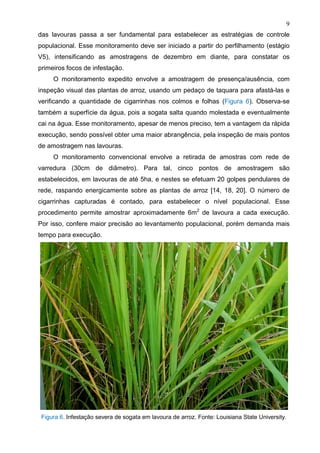 9
das lavouras passa a ser fundamental para estabelecer as estratégias de controle
populacional. Esse monitoramento deve ser iniciado a partir do perfilhamento (estágio
V5), intensificando as amostragens de dezembro em diante, para constatar os
primeiros focos de infestação.
O monitoramento expedito envolve a amostragem de presença/ausência, com
inspeção visual das plantas de arroz, usando um pedaço de taquara para afastá-las e
verificando a quantidade de cigarrinhas nos colmos e folhas (Figura 6). Observa-se
também a superfície da água, pois a sogata salta quando molestada e eventualmente
cai na água. Esse monitoramento, apesar de menos preciso, tem a vantagem da rápida
execução, sendo possível obter uma maior abrangência, pela inspeção de mais pontos
de amostragem nas lavouras.
O monitoramento convencional envolve a retirada de amostras com rede de
varredura (30cm de diâmetro). Para tal, cinco pontos de amostragem são
estabelecidos, em lavouras de até 5ha, e nestes se efetuam 20 golpes pendulares de
rede, raspando energicamente sobre as plantas de arroz [14, 18, 20]. O número de
cigarrinhas capturadas é contado, para estabelecer o nível populacional. Esse
procedimento permite amostrar aproximadamente 6m2
de lavoura a cada execução.
Por isso, confere maior precisão ao levantamento populacional, porém demanda mais
tempo para execução.
Figura 6. Infestação severa de sogata em lavoura de arroz. Fonte: Louisiana State University.
 