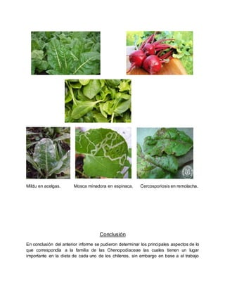 Mildu en acelgas. Mosca minadora en espinaca. Cercosporiosis en remolacha.
Conclusión
En conclusión del anterior informe se pudieron determinar los principales aspectos de lo
que correspondía a la familia de las Chenopodiaceae las cuales tienen un lugar
importante en la dieta de cada uno de los chilenos, sin embargo en base a el trabajo
 
