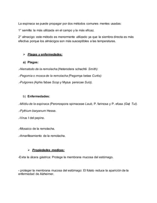 La espinaca se puede propagar por dos métodos comunes mentes usadas:
1° semilla: la más utilizada en el campo y la más eficaz.
2° almacigo: este método es menormente utilizado ya que la siembra directa es más
efectiva porque los almácigos son más susceptibles a las temperaturas.
 Plagas y enfermedades:
a) Plagas:
.-Nematodo de la remolacha (Heterodera schachtii Smith):
.-Pegomia o mosca de la remolacha (Pegomya betae Curtis):
.-Pulgones (Aphis fabae Scop y Myzus persicae Sulz).
b) Enfermedades:
.-Mildiu de la espinaca (Peronospora spimaceae Laub, P. farinosa y P. efusa (Gw) Tul).
.-Pythium baryanum Hesse.
.-Virus I del pepino.
.-Mosaico de la remolacha.
.-Amarilleamiento de la remolacha.
 Propiedades medicas:
-Evita la úlcera gástrica: Protege la membrana mucosa del estómago.
- proteger la membrana mucosa del estómago: El folato reduce la aparición de la
enfermedad de Alzheimer.
 