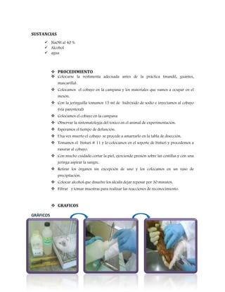 SUSTANCIAS
 NaOH al 40 %
 Alcohol
 agua

 PROCEDIMIENTO
 Colocarse la vestimenta adecuada antes de la práctica (mandil, guantes,
mascarilla).
 Colocamos el cobayo en la campana y los materiales que vamos a ocupar en el
mesón.
 Con la jeringuilla tomamos 15 ml de hidróxido de sodio e inyectamos al cobayo
(vía parenteral)
 Colocamos el cobayo en la campana
 Observar la sintomatología del toxico en el animal de experimentación.
 Esperamos el tiempo de defunción.
 Una vez muerto el cobayo se procede a amarrarlo en la tabla de disección.
 Tomamos el bisturí # 11 y lo colocamos en el soporte de bisturí y procedemos a
rasurar al cobayo.
 Con mucho cuidado cortar la piel, ejerciendo presión sobre las costillas y con una
jeringa aspirar la sangre.
 Retirar los órganos sin excepción de uno y los colocamos en un vaso de
precipitación.
 Colocar alcohol que disuelve los álcalis dejar reposar por 30 minutos.
 Filtrar y tomar muestras para realizar las reacciones de reconocimiento.

 GRAFICOS
GRÁFICOS

 