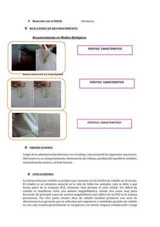  Reacción con el NO2K

→
Positivoo.

REACCIONES DE RECONOCIMIENTO

Reconocimiento en Medios Biológicos
CON LOS ACIDOS CAÚSTICOS
POSITIVO CARACTERISTICO

REACCIÓN CON EL Fe(CH)6K4
POSITIVO CARACTERISTICO

REACCIÓN CON EL NO2K

OBSERVACIONES
Luego de la administración del toxico en el cobayo, éste presentó las siguientes reacciones:
Alteración en su comportamiento, disminución de reflejos, perdida del equilibrio, temblor,
incoordinación motriz y al final muerte.

CONCLUSIONES
La intoxicación por cobalto se produce por aumento en los niveles de cobalto en el cuerpo.
El cobalto es un elemento esencial en la vida de todos los animales, esto se debe a que
forma parte de la vitamina B12, elemento vital durante el ciclo celular. Un déficit de
cobalto se manifiesta como una anemia megaloblástica, siendo una causa muy poco
frecuente (la principal causa de anemia megaloblástica por déficit de vit B12 es la anemia
perniciosa). Por otra parte, niveles altos de cobalto también producen una serie de
alteraciones.Las personas que se enferman por exponerse a cantidades grandes de cobalto
en una sola ocasión generalmente se recuperan y no tienen ninguna complicación a largo

 