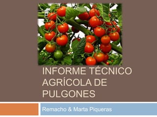INFORME TÉCNICO
AGRÍCOLA DE
PULGONES
Remacho & Marta Piqueras
 
