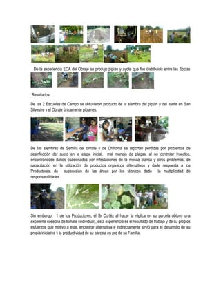 De la experiencia ECA del Obraje se produjo pipián y ayote que fue distribuido entre las Socias




Resultados:

De las 2 Escuelas de Campo se obtuvieron producto de la siembra del pipián y del ayote en San
Silvestre y el Obraje únicamente pipianes.




De las siembras de Semilla de tomate y de Chiltoma se reportan perdidas por problemas de
desinfección del suelo en la etapa inicial, mal manejo de plagas, al no controlar insectos,
encontrándose daños ocasionados por infestaciones de la mosca blanca y otros problemas, de
capacitación en la utilización de productos orgánicos alternativos y darle respuesta a los
Productores, de supervisión de las áreas por los técnicos dada la multiplicidad de
responsabilidades.




Sin embargo, 1 de los Productores, el Sr Cortéz al hacer la réplica en su parcela obtuvo una
excelente cosecha de tomate (individual), esta experiencia es el resultado de trabajo y de su propios
esfuerzos que motivo a este, encontrar alternativa e indirectamente sirvió para el desarrollo de su
propia iniciativa y la productividad de su parcela en pro de su Familia.
 
