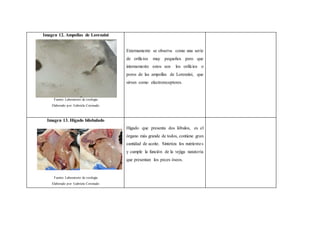 Imagen 12. Ampollas de Lorenzini
Fuente: Laboratorio de zoología
Elaborado por: Gabriela Coronado
Externamente se observa como una serie
de orificios muy pequeños pero que
internamente estos son los orificios o
poros de las ampollas de Lorenzini, que
sirven como electroreceptores.
Imagen 13. Hígado bilobulado
Fuente: Laboratorio de zoología
Elaborado por: Gabriela Coronado
Hígado que presenta dos lóbulos, es el
órgano más grande de todos, contiene gran
cantidad de aceite. Sintetiza los nutrientes
y cumple la función de la vejiga natatoria
que presentan los peces óseos.
 