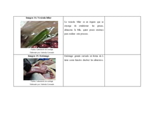 Imagen 14. Vesícula biliar
Fuente: Laboratorio de zoología
Elaborado por: Gabriela Coronado
La vesícula biliar es un órgano que se
encarga de emulsionar las grasas,
almacena la bilis, quien posee enzimas
para realizar este proceso.
Imagen 15. Estómago
Fuente: Laboratorio de zoología
Elaborado por: Gabriela Coronado
Estómago grande curvado en forma de J,
tiene como función disolver los alimentos.
 