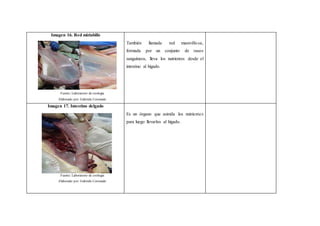 Imagen 16. Red miriabilis
Fuente: Laboratorio de zoología
Elaborado por: Gabriela Coronado
También llamada red maravillosa,
formada por un conjunto de vasos
sanguíneos, lleva los nutrientes desde el
intestino al hígado.
Imagen 17. Intestino delgado
Fuente: Laboratorio de zoología
Elaborado por: Gabriela Coronado
Es un órgano que asimila los nutrientes
para luego llevarlos al hígado.
 