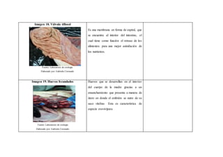 Imagen 18. Válvula tiflosol
Fuente: Laboratorio de zoología
Elaborado por: Gabriela Coronado
Es una membrana en forma de espiral, que
se encuentra al interior del intestino, el
cual tiene como función el retraso de los
alimentos para una mejor asimilación de
los nutrientes.
Imagen 19. Huevos fecundados
Fuente: Laboratorio de zoología
Elaborado por: Gabriela Coronado
Huevos que se desarrollan en el interior
del cuerpo de la madre gracias a un
ensanchamiento que presenta a manera de
útero en donde el embrión se nutre de su
saco vitelino. Esta es característica de
especie ovovivípara
 