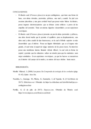 CONCLUSIONES:
- El tiburón azul (Prionace glauca) es un pez cartilaginoso, que tiene una forma de
huso, con aletas dorsales, pectorales, pélvicas, una anal y caudal. Su piel con
escamas placoideas y una gran cavidad bucal que posee varias hileras de dientes,
posee órganos electroreceptores que se divisan como orificios o poros de las
ampollas de Lorenzini. Tiene un sistema digestivo desarrollado y es un espécimen
ovovivíparo.
- El tiburón azul (Prionace glauca) presenta un par de aletas pectorales y pélvicas,
una aleta dorsal media que le permite el equilibrio para su desplazamiento; una
aleta anal y aleta caudal de tipo heterocerca, en la cual el lóbulo superior es más
desarrollado que el inferior. Posee un hígado bilobulado que es el órgano más
grande, el cual toma el papel de vejiga natatoria de los peces óseos. Su intestino
posee una membrana interna llamada válvula tiflosol, la cual está en forma de
espiral y permite que los alimentos sufran un retardo para que los nutrientes sean
mejor asimilados. Es un espécimen ovovivíparo, ya que los huevos se encuentran
en el interior del cuerpo de la madre y se nutren del saco vitelino hasta nacer.
BIBLIOGRAFÍA:
Morillo Villareal, I. (2008). Los peces. En Compendio de zoología de los cordados (págs.
41-42). Quito: Arco Iris.
Nacimba, L., Lincango, M., Pilicita, G., Sanmartín, J., & Yajamín, K. (13 de febrero de
2017). Silideshare.net. Obtenido de https://es.slideshare.net/JairoMolina8/peces-
cartilaginososlisto
Portillo, G. (2 de julio de 2017). Depeces.com. Obtenido de Tiburón azul:
https://www.depeces.com/tiburon-azul.html
 