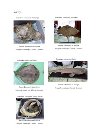 ANEXOS:
Espécimen conservado Manta raya
Fuente: Laboratorio de zoología
Fotografía tomada por: Gabriela Coronado
Fuente: Laboratorio de zoología
Fotografía tomada por: Gabriela Coronado
Fuente: Laboratorio de zoología
Fotografía tomada por: Gabriela Coronado
Fuente: Laboratorio de zoología
Fotografía tomada por: Gabriela Coronado
Fuente: Laboratorio de zoología
Fotografía tomada por: Gabriela Coronado
Espécimen conservado Manta Raya
Espécimen conservado Manta
Espécimen conservado tiburón
Espécimen conservado tiburón martillo
 