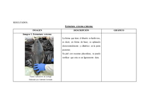 RESULTADOS:
Estructura externa e interna:
IMAGEN DESCRIPCIÓN GRÁFICO
Imagen 1. Estructura externa:
Fuente: Laboratorio de zoología
Elaborado por: Gabriela Coronado
La forma que tiene el tiburón es fusiforme,
es decir, en forma de huso; es aplanado
dorsoventralmente y cilíndrico en la parte
posterior.
Su piel con escamas placoideas, se puede
verificar que esta es un ligeramente dura.
 