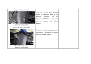 Imagen 4. Aletas pectorales
Fuente: Laboratorio de zoología
Elaborado por: Gabriela Coronado
Tienen un par de aletas pectorales
grandes, se encuentras detrás de las
hendiduras branquiales con una
disposición estabilizadora, lo que indica
que este espécimen tenía hábitos
pelágicos.
Imagen 5. Aleta dorsal media
Fuente: Laboratorio de zoología
Elaborado por: Gabriela Coronado
Se encuentra en el dorso, ayuda a mantener
la locomoción y el equilibrio, de manera
que el pez no quede acostado.
 