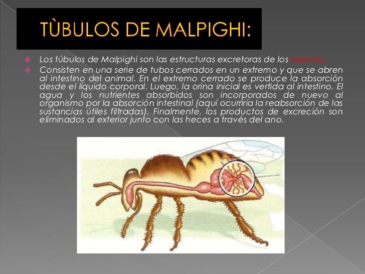 Informándome