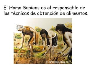 El Homo Sapiens es el responsable de
las técnicas de obtención de alimentos.
 