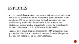 Y en el caso de las orquídeas -joyas de la naturaleza-, el país posee
cuatro de las cinco subfamilias existentes a escala mundial, lo que
significa 4.032 de las especies que hasta el momento han sido
clasificadas y publicadas, de las cuales 1.714 especies son
endémicas; incluso aquí se encuentra la especie de orquídea más
pequeña del mundo, con 2,1 milímetros de dimensión.
Ecuador es el hogar de aproximadamente 1.600 especies de aves
que habitan el territorio continental, además de otras 38 especies
más que son endémicas de las islas Galápagos.
 
