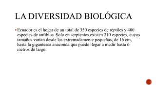 LA DIVERSIDAD BIOLÓGICA
Ecuador es el hogar de un total de 350 especies de reptiles y 400
especies de anfibios. Solo en serpientes existen 210 especies, cuyos
tamaños varían desde las extremadamente pequeñas, de 16 cm,
hasta la gigantesca anaconda que puede llegar a medir hasta 6
metros de largo.
 