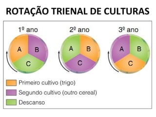 ROTAÇÃO TRIENAL DE CULTURAS
 