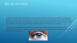 IRIS DE LOS OJOS
 El iris es la parte coloreada del ojo. Se encuentra entre la córnea y el cristalino. La abertura
redonda y central del iris se denomina pupila. Músculos muy pequeños dentro del iris hacen
que la pupila se haga más pequeña y más grande para controlar la cantidad de luz que entra
al ojo. Esto le permite ver bien en condiciones más iluminadas o más oscuras.
 El número de gránulos de color en el iris determina el color (pigmento) del mismo. La
cantidad de pigmento a menudo está relacionada con los genes, el tipo de piel y el color de
cabello de una persona.
 
