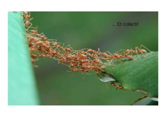 ... Et collectif
 