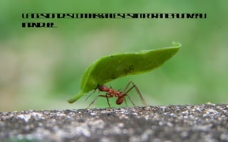 L g s n e c n a sn e et p r ne u iva
 a et d s o n isa cs s im ot t a n eu
      io                   a
in iv u l
  d id e
 