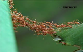 ... E c lc
     t oet
        l if
 