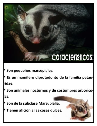 * Son pequeños marsupiales.
* Es un mamífero diprotodonto de la familia petauridae.
* Son animales nocturnos y de costumbres arborícolas.
* Son de la subclase Marsupialia.
* Tienen afición a las cosas dulces.

 