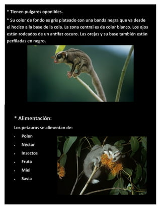 * Tienen pulgares oponibles.
* Su color de fondo es gris plateado con una banda negra que va desde
el hocico a la base de la cola. La zona central es de color blanco. Los ojos
están rodeados de un antifaz oscuro. Las orejas y su base también están
perfiladas en negro.

* Alimentación:
Los petauros se alimentan de:


Polen



Néctar



Insectos



Fruta



Miel



Savia

 