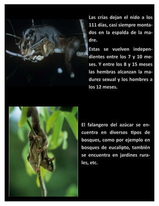 Las crías dejan el nido a los
111 días, casi siempre montados en la espalda de la madre.
Estas se vuelven independientes entre los 7 y 10 meses. Y entre los 8 y 15 meses
las hembras alcanzan la madurez sexual y los hombres a
los 12 meses.

El falangero del azúcar se encuentra en diversos tipos de
bosques, como por ejemplo en
bosques de eucalipto, también
se encuentra en jardines rurales, etc.

 
