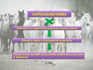 corticoesteroides


  Capacidad de captación de la glucosa en piel y anexos




       Elevación rápida y prolongada de la glucemia




Permite activar las MMP de las células epidérmicas y provocar
la Separación
 