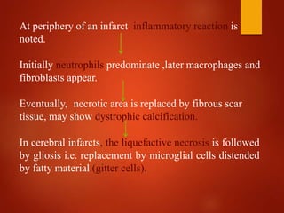 At periphery of an infarct, inflammatory reaction is
noted.
Initially neutrophils predominate ,later macrophages and
fibroblasts appear.
Eventually, necrotic area is replaced by fibrous scar
tissue, may show dystrophic calcification.
In cerebral infarcts, the liquefactive necrosis is followed
by gliosis i.e. replacement by microglial cells distended
by fatty material (gitter cells).
 