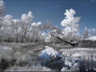Infrared_photography 