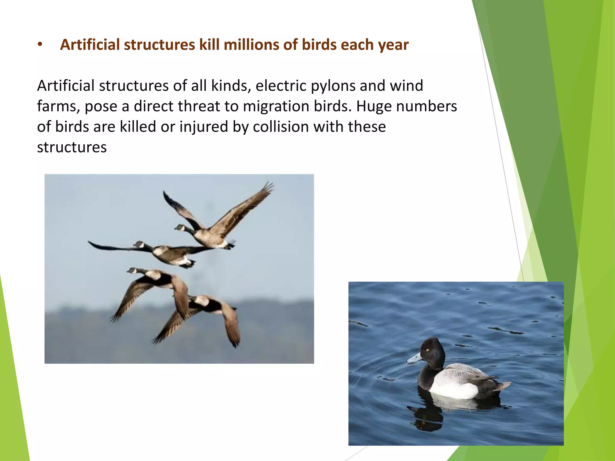 • Artificial structures kill millions of birds each year
Artificial structures of all kinds, electric pylons and wind
farms, pose a direct threat to migration birds. Huge numbers
of birds are killed or injured by collision with these
structures
 