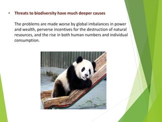 • Threats to biodiversity have much deeper causes
The problems are made worse by global imbalances in power
and wealth, perverse incentives for the destruction of natural
resources, and the rise in both human numbers and individual
consumption.
 