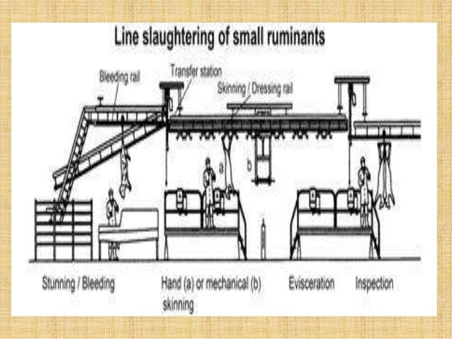 infrastructure req of modern slaughterhouse