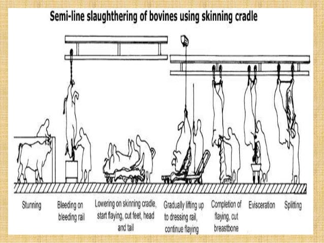 infrastructure req of modern slaughterhouse