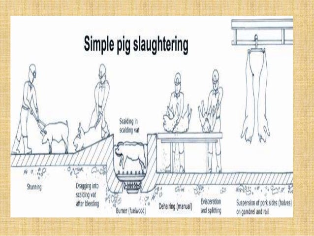 infrastructure req of modern slaughterhouse