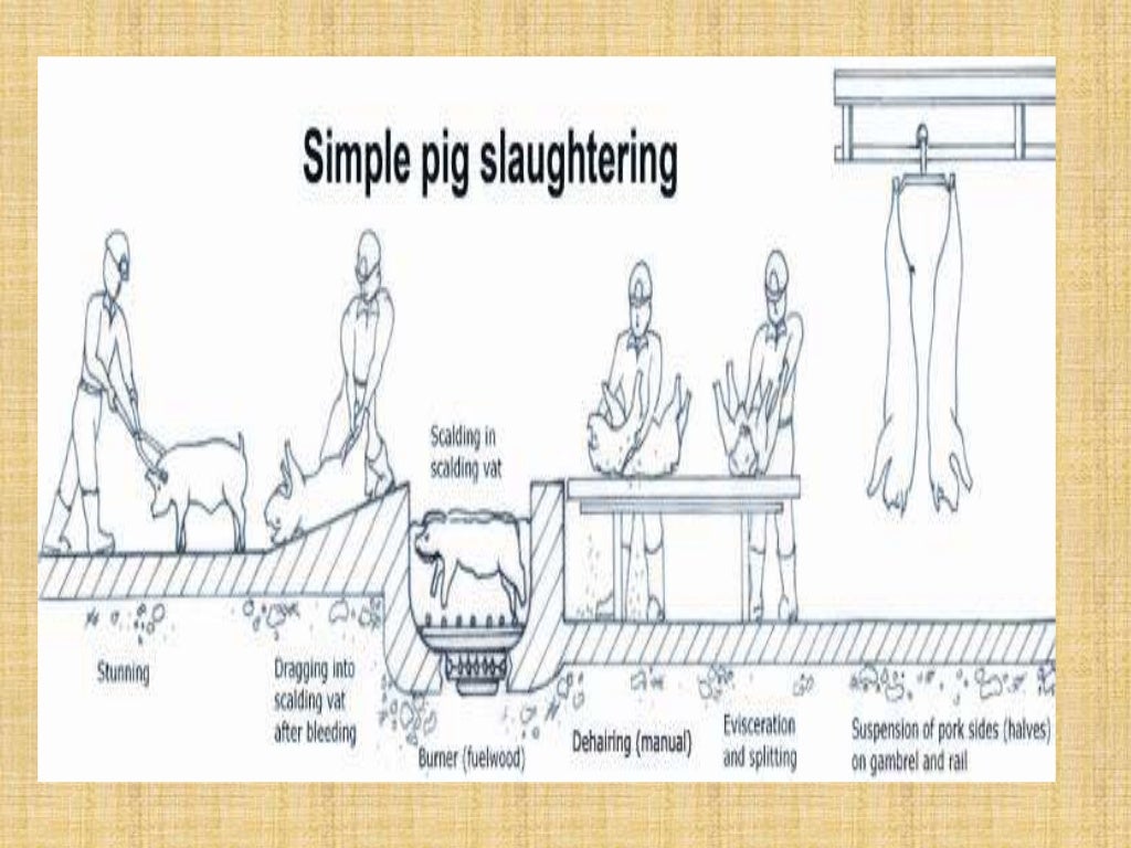 Infrastructure req of modern slaughterhouse