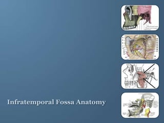 Infratemporal Fossa Anatomy
 