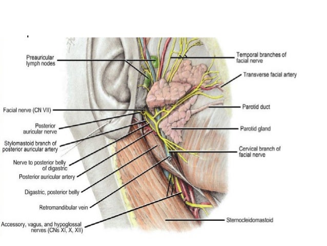 infratemporal fossa