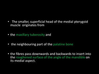 • The smaller, superficial head of the medial pterygoid
muscle originates from
• the maxillary tuberosity and
• the neighbouring part of the palatine bone
• the fibres pass downwards and backwards to insert into
the roughened surface of the angle of the mandible on
its medial aspect.
 