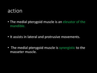 action
• The medial pterygoid muscle is an elevator of the
mandible.
• It assists in lateral and protrusive movements.
• The medial pterygoid muscle is synergistic to the
masseter muscle.
 