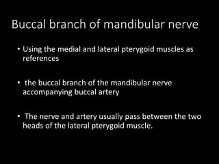 Buccal branch of mandibular nerve
• Using the medial and lateral pterygoid muscles as
references
• the buccal branch of the mandibular nerve
accompanying buccal artery
• The nerve and artery usually pass between the two
heads of the lateral pterygoid muscle.
 