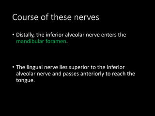 Course of these nerves
• Distally, the inferior alveolar nerve enters the
mandibular foramen.
• The lingual nerve lies superior to the inferior
alveolar nerve and passes anteriorly to reach the
tongue.
 