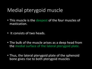 Medial pterygoid muscle
• This muscle is the deepest of the four muscles of
mastication.
• It consists of two heads.
• The bulk of the muscle arises as a deep head from
the medial surface of the lateral pterygoid plate.
• Thus, the lateral pterygoid plate of the sphenoid
bone gives rise to both pterygoid muscles
 