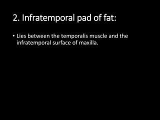 2. Infratemporal pad of fat:
• Lies between the temporalis muscle and the
infratemporal surface of maxilla.
 