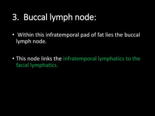 3. Buccal lymph node:
• Within this infratemporal pad of fat lies the buccal
lymph node.
• This node links the infratemporal lymphatics to the
facial lymphatics.
 